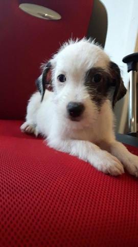 Chiot croisé mais de quelle race ?