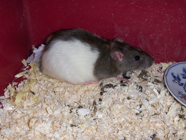 DONNE RAT FEMELLE
