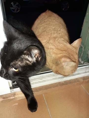 Adoption Nino et Noa