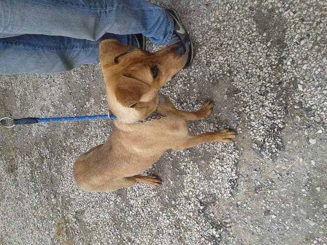 De quelle race est mon chien