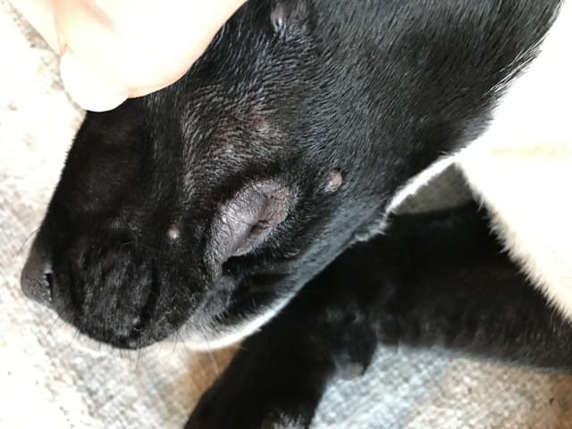 Mon chiot de 4 mois à quelques boutons