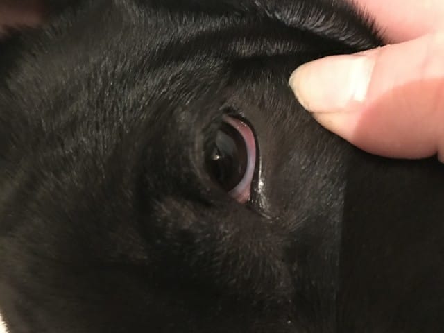 Paupière nictitante bizarre sur mon chiot staffy de 5 mois