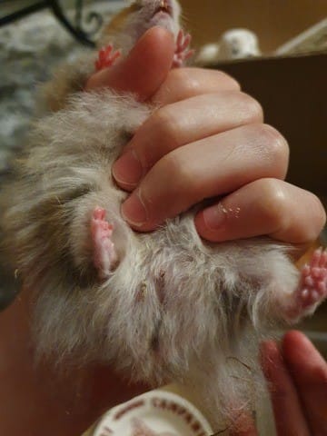 Hamster syrien mâle ou femelle ?