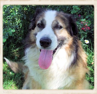 URGENT : Croisé shetland à adopter