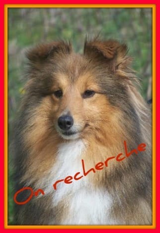 DISPARITION D'UN SHETLAND