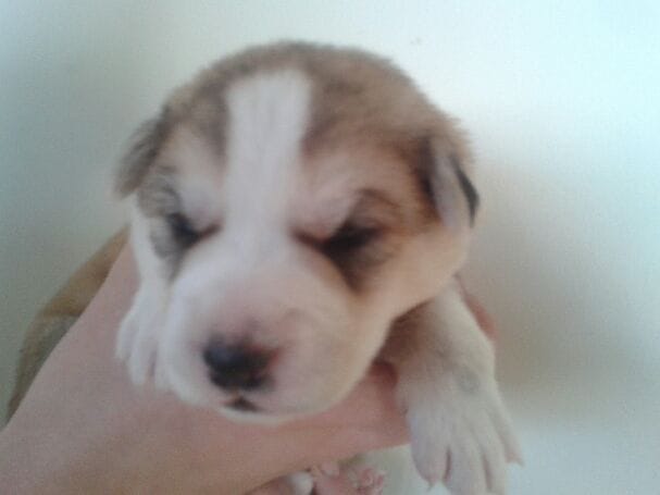 Informations croisement Husky/Labrador-rott