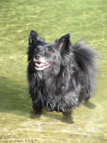 Perte d'une petite chienne