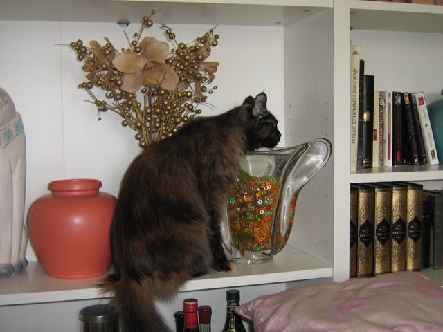 Faire boire son chat