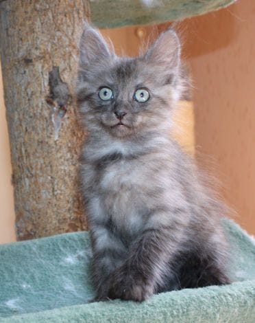 Les noms de chats en "G"