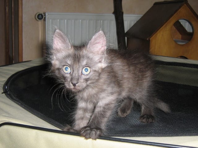 Et bien voilà, décision enfin prise, ci-dessous mon futur bébé !
