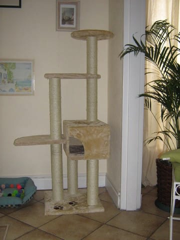 Mon nouvel arbre à chat