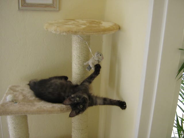 Petites saletés au coin des yeux