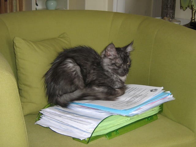 Pourquoi nos chats nous lèchent-ils ?