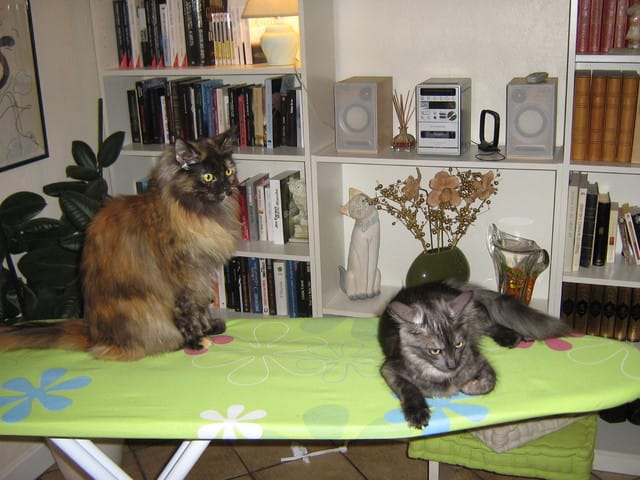 La marche en crabe des chats