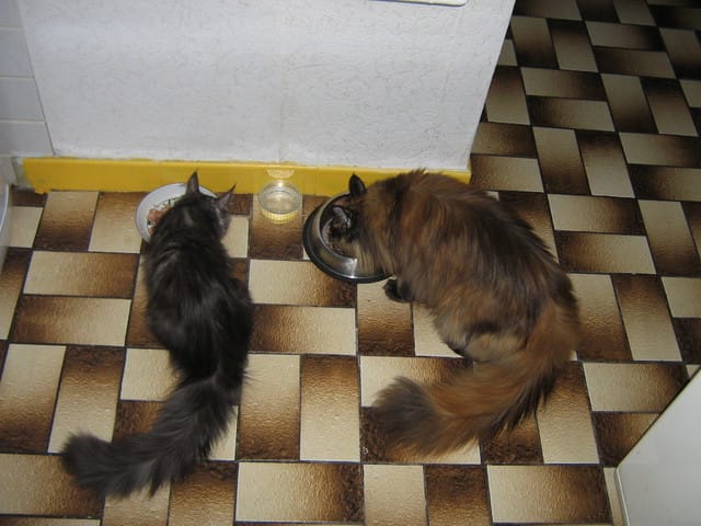 Des chats dans les prisons