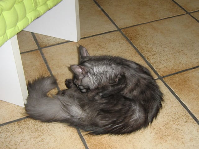 Petit Gatsby de retour chez lui :)