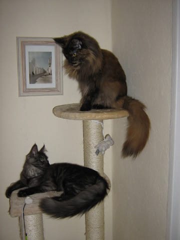 Les chats "roucouleurs"