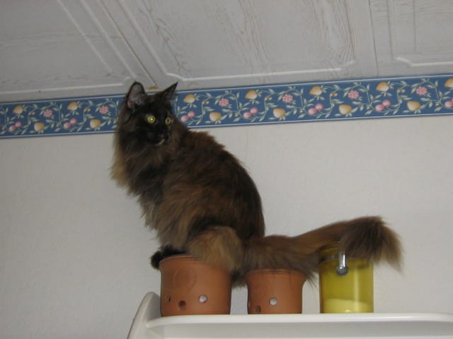 Chats, ou ouistitis ?
