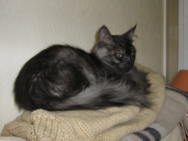 Petit souci à une oreille