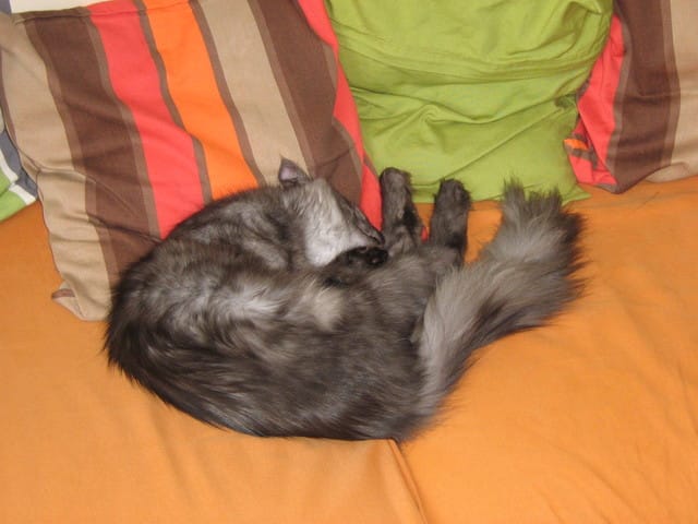 Les chats font-ils des cauchemars ?