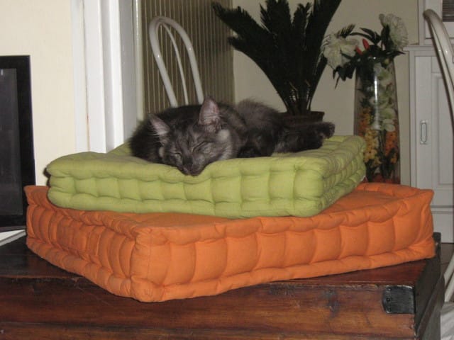 Les chats rapporteurs