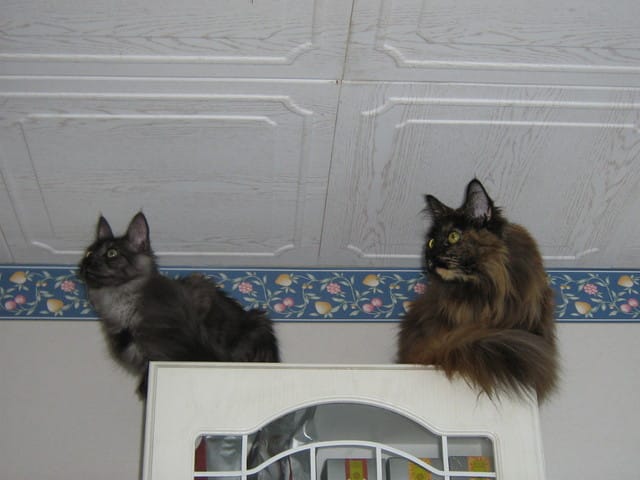 Le Stronghold, à utiliser avec modération