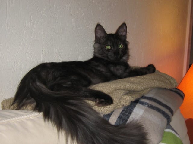 Quintes de toux chez mon chat, normal ou pas ?