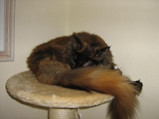 Chats + grasse matinée = mission impossible ! :)