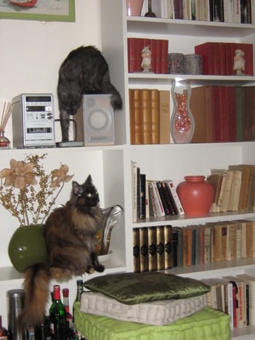 Evolution des comportements de mes loulous