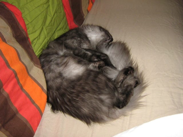 Expirations chez petit Gatsby