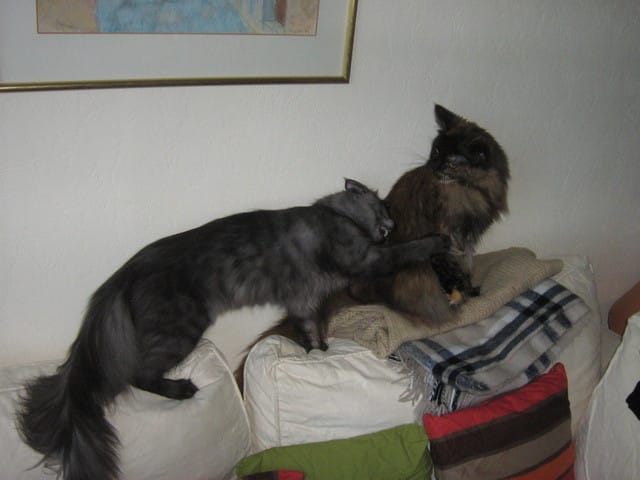 Les immuables habitudes de nos chats