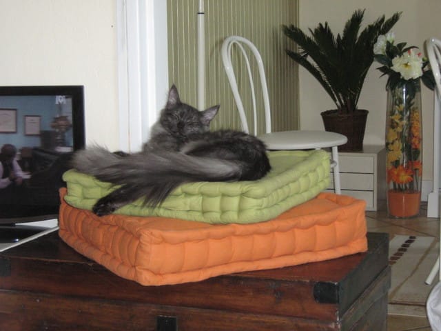 La petite pharmacie du chat