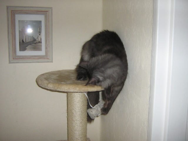 Pâtée pour chats
