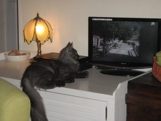 Un chat qui l'a échappé belle