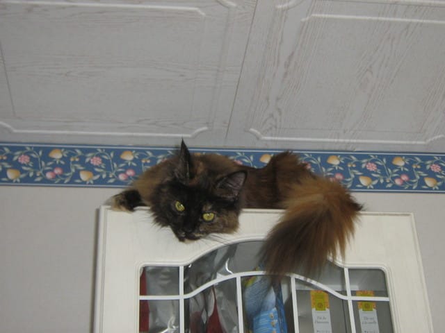 Félia s'habituerait-elle au brossage ?