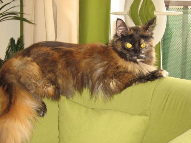 Félia ou la saga du brossage