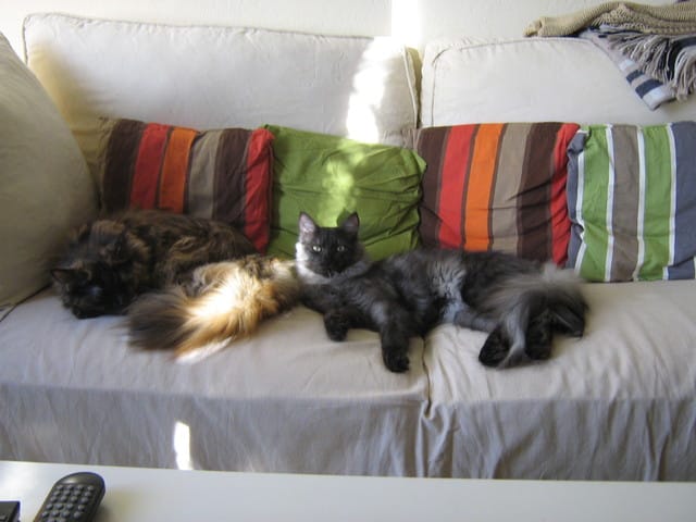 Frottages de nos chats contre nous : geste de possession ou vrai câlin ?