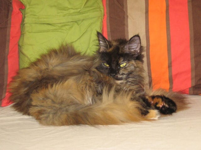 Comment réagir face à la fugue de l'un de nos chats
