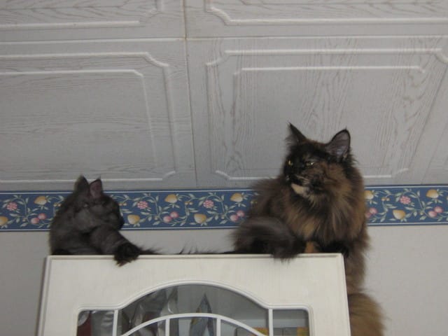 L'extraordinaire relation que l'on peut avoir avec ses chats
