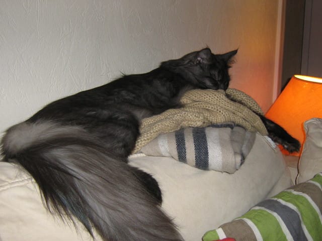 Nos chats, des petits manipulateurs ? ;)