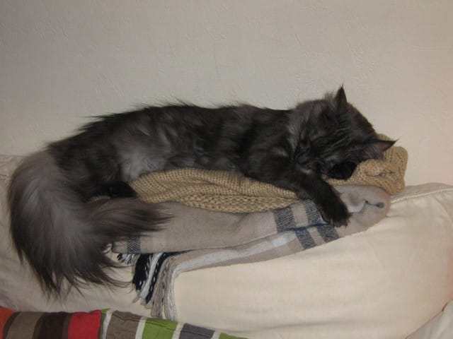 Origines des otites chez le chat