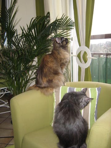 Gatsby ou le chat qui adore l'aspirateur