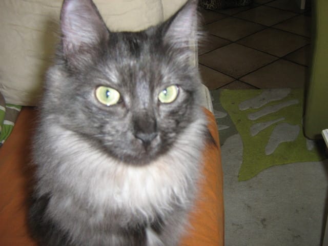 Comment stopper des pellicules sur un chat ?