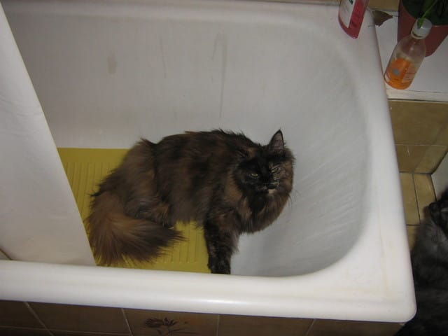 Happy birthday Félia !