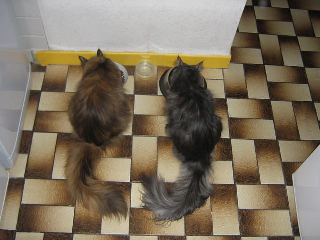 Chats et salles de bain