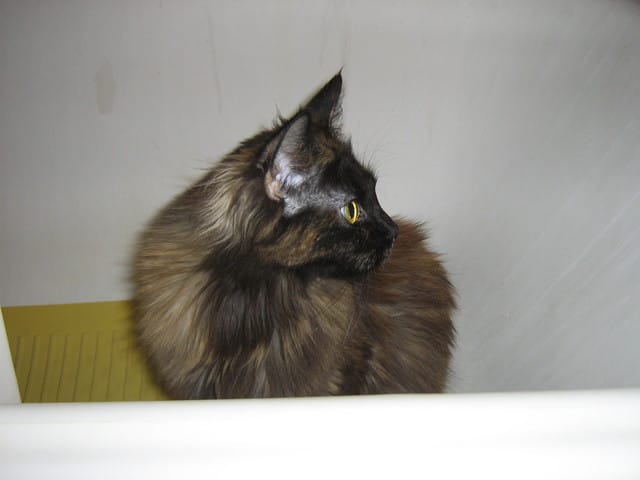 Signification du grattage des fenêtres ?