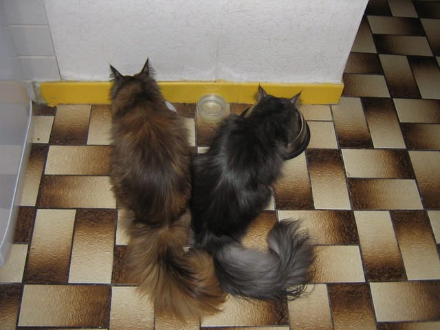 Peut-on donner des légumes supplémentaires à son chat ?