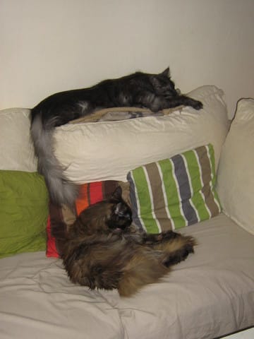 Les raisons de ne pas adopter un chaton avant ses 3 mois