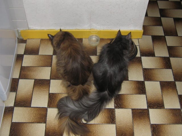 Nos chats nous "aiment"-ils ?