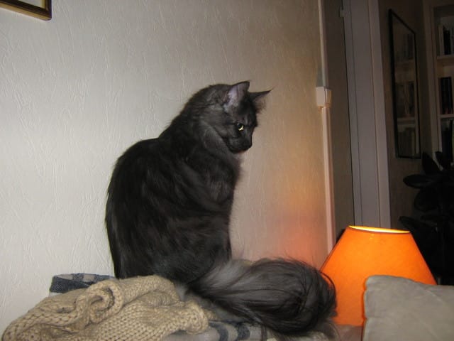 Petits vomissements de bile : normal ou pas ?